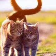 ヒメ日記 2026/02/01 19:48 投稿 あやめ 性腺熟女100％鶯谷（デリヘル市場）