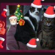 ヒメ日記 2024/12/21 19:50 投稿 ゆうき 性腺熟女100％鶯谷（デリヘル市場）