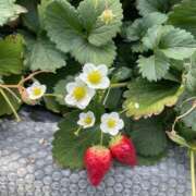 ヒメ日記 2025/02/08 09:15 投稿 まい【業界未経験】 茨城水戸ちゃんこ