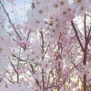 ヒメ日記 2025/04/05 17:55 投稿 まい【業界未経験】 茨城水戸ちゃんこ