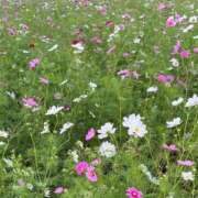 ヒメ日記 2025/10/29 23:35 投稿 まい【業界未経験】 茨城水戸ちゃんこ