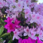 ヒメ日記 2026/04/26 16:25 投稿 まい【業界未経験】 茨城水戸ちゃんこ