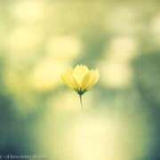 ヒメ日記 2025/03/02 08:14 投稿 さわ 性腺熟女100％鶯谷（デリヘル市場）