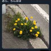 ヒメ日記 2025/04/09 07:27 投稿 さわ 性腺熟女100％鶯谷（デリヘル市場）