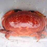 ヒメ日記 2025/07/01 08:05 投稿 さわ 性腺熟女100％鶯谷（デリヘル市場）