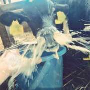 ヒメ日記 2025/08/14 13:40 投稿 さわ 性腺熟女100％鶯谷（デリヘル市場）