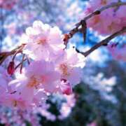 ヒメ日記 2026/01/07 07:32 投稿 さわ 性腺熟女100％鶯谷（デリヘル市場）