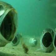 ヒメ日記 2026/03/14 10:12 投稿 さわ 性腺熟女100％鶯谷（デリヘル市場）