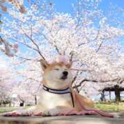 ヒメ日記 2026/04/10 12:14 投稿 さわ 性腺熟女100％鶯谷（デリヘル市場）