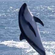 ヒメ日記 2024/12/31 00:04 投稿 さゆみ 性腺熟女100％鶯谷（デリヘル市場）