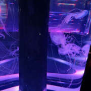 ヒメ日記 2025/06/14 07:28 投稿 あゆ 性腺熟女100％鶯谷（デリヘル市場）