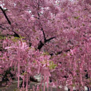 ヒメ日記 2025/03/15 09:15 投稿 ももえ 性腺熟女100％（デリヘル市場）