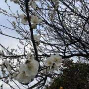 ヒメ日記 2026/03/12 17:30 投稿 かなえ Ange Spa(アンジュスパ)