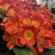 ヒメ日記 2026/03/23 16:47 投稿 かなえ Ange Spa(アンジュスパ)