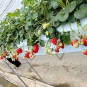 ヒメ日記 2025/03/17 00:00 投稿 まり 世界のあんぷり亭 立川店