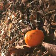 ヒメ日記 2024/12/12 16:00 投稿 ゆり（ファースト） Second Love（セカンドラブ）