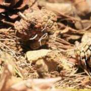 ヒメ日記 2025/01/02 22:02 投稿 ゆり（ファースト） Second Love（セカンドラブ）