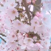 ヒメ日記 2025/04/10 16:08 投稿 ゆり（ファースト） Second Love（セカンドラブ）