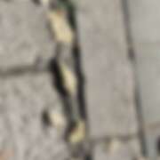 ヒメ日記 2025/11/19 07:02 投稿 ゆり（ファースト） Second Love（セカンドラブ）