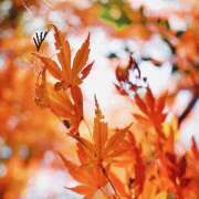 ヒメ日記 2025/12/04 09:44 投稿 ゆり（ファースト） Second Love（セカンドラブ）