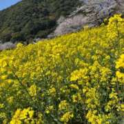 ヒメ日記 2025/04/06 13:17 投稿 ももこ 鹿児島ちゃんこ 薩摩川内店