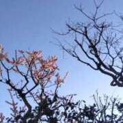 ヒメ日記 2025/03/07 09:45 投稿 早見みずき セクシーキャット 神田店