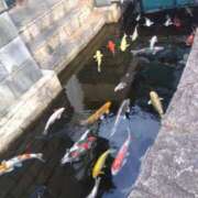 ヒメ日記 2025/03/08 17:13 投稿 早見みずき セクシーキャット 神田店