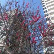 ヒメ日記 2025/03/14 16:24 投稿 早見みずき セクシーキャット 神田店