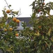 ヒメ日記 2025/03/29 08:38 投稿 早見みずき セクシーキャット 神田店