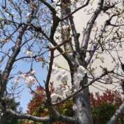 ヒメ日記 2025/03/29 12:12 投稿 早見みずき セクシーキャット 神田店