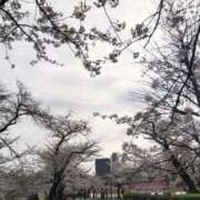 ヒメ日記 2025/03/30 08:19 投稿 早見みずき セクシーキャット 神田店