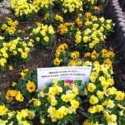 ヒメ日記 2025/04/11 17:38 投稿 早見みずき セクシーキャット 神田店