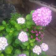 ヒメ日記 2025/05/23 10:19 投稿 早見みずき セクシーキャット 神田店