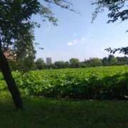 ヒメ日記 2025/06/21 08:47 投稿 早見みずき セクシーキャット 神田店