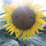 ヒメ日記 2025/09/27 08:43 投稿 早見みずき セクシーキャット 神田店