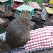 ヒメ日記 2025/10/22 19:52 投稿 早見みずき セクシーキャット 神田店