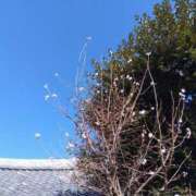 ヒメ日記 2025/12/26 12:16 投稿 早見みずき セクシーキャット 神田店