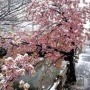 ヒメ日記 2025/03/05 09:26 投稿 南なぎさ セクシーキャット 神田店