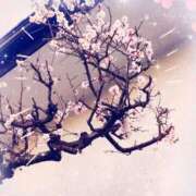 ヒメ日記 2025/03/12 09:21 投稿 南なぎさ セクシーキャット 神田店