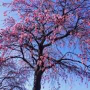 ヒメ日記 2025/04/06 09:17 投稿 南なぎさ セクシーキャット 神田店