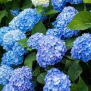 ヒメ日記 2025/06/25 09:23 投稿 南なぎさ セクシーキャット 神田店