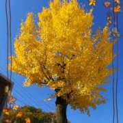 ヒメ日記 2025/11/19 09:18 投稿 南なぎさ セクシーキャット 神田店