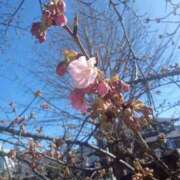 ヒメ日記 2026/03/08 15:12 投稿 南なぎさ セクシーキャット 神田店