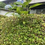 ヒメ日記 2026/05/24 17:20 投稿 めぐみ One More奥様　町田相模原店