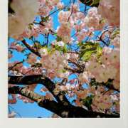 ヒメ日記 2025/04/17 10:16 投稿 篠塚まこ(しのづかまこ) 五十路マダムエクスプレス厚木店(カサブランカグループ)