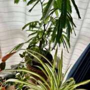 ヒメ日記 2025/05/24 07:17 投稿 ねね 横浜回春性感マッサージ倶楽部