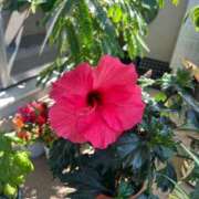 ヒメ日記 2025/06/05 11:01 投稿 ねね 横浜回春性感マッサージ倶楽部