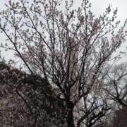 ヒメ日記 2026/03/03 02:27 投稿 ねね 横浜回春性感マッサージ倶楽部