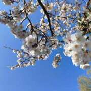 ヒメ日記 2025/04/04 09:52 投稿 伊藤咲良(いとうさくら) 東京ヒストリー　秘密の約束