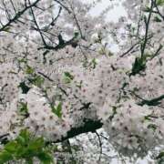 ヒメ日記 2025/04/02 16:15 投稿 秋野えり 洗体アカスリとHなスパのお店